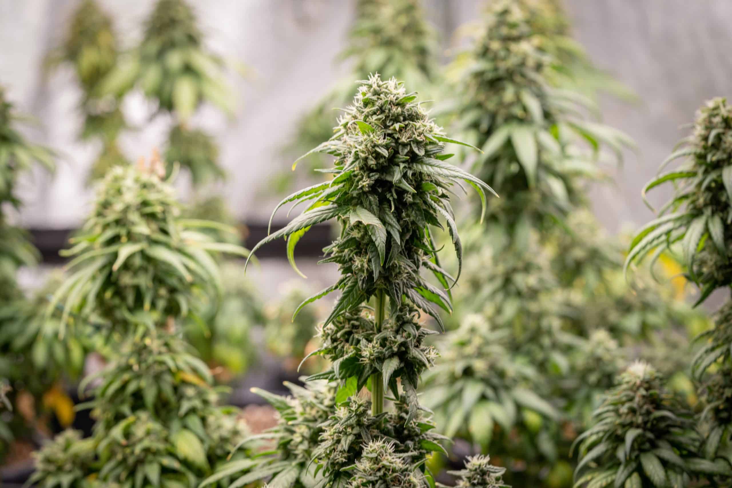 Weed Measurements Guide: Understanding Cannabis Quantities