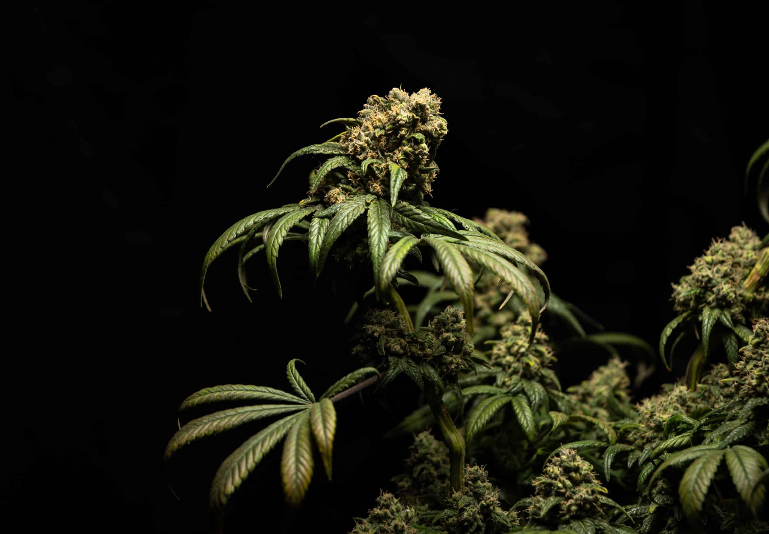 Stages of Growing Weed 101 - The Top Things You Need to Know