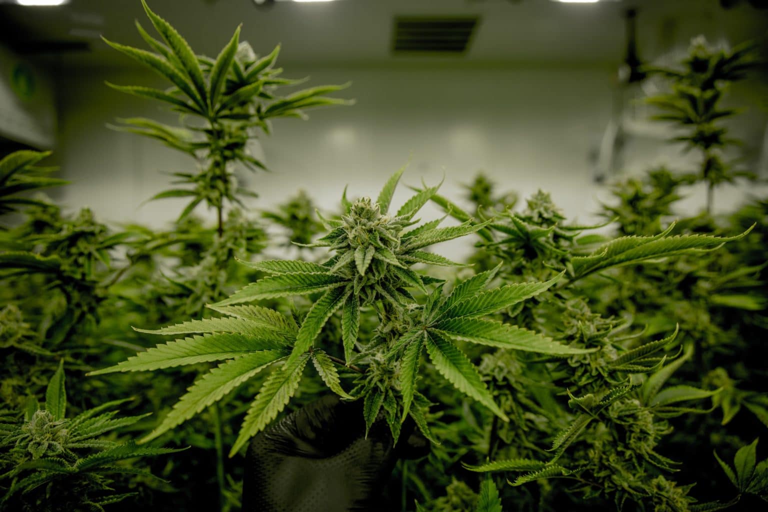 recreational-cannabis-dispensary-near-saratoga-springs-ny-12866