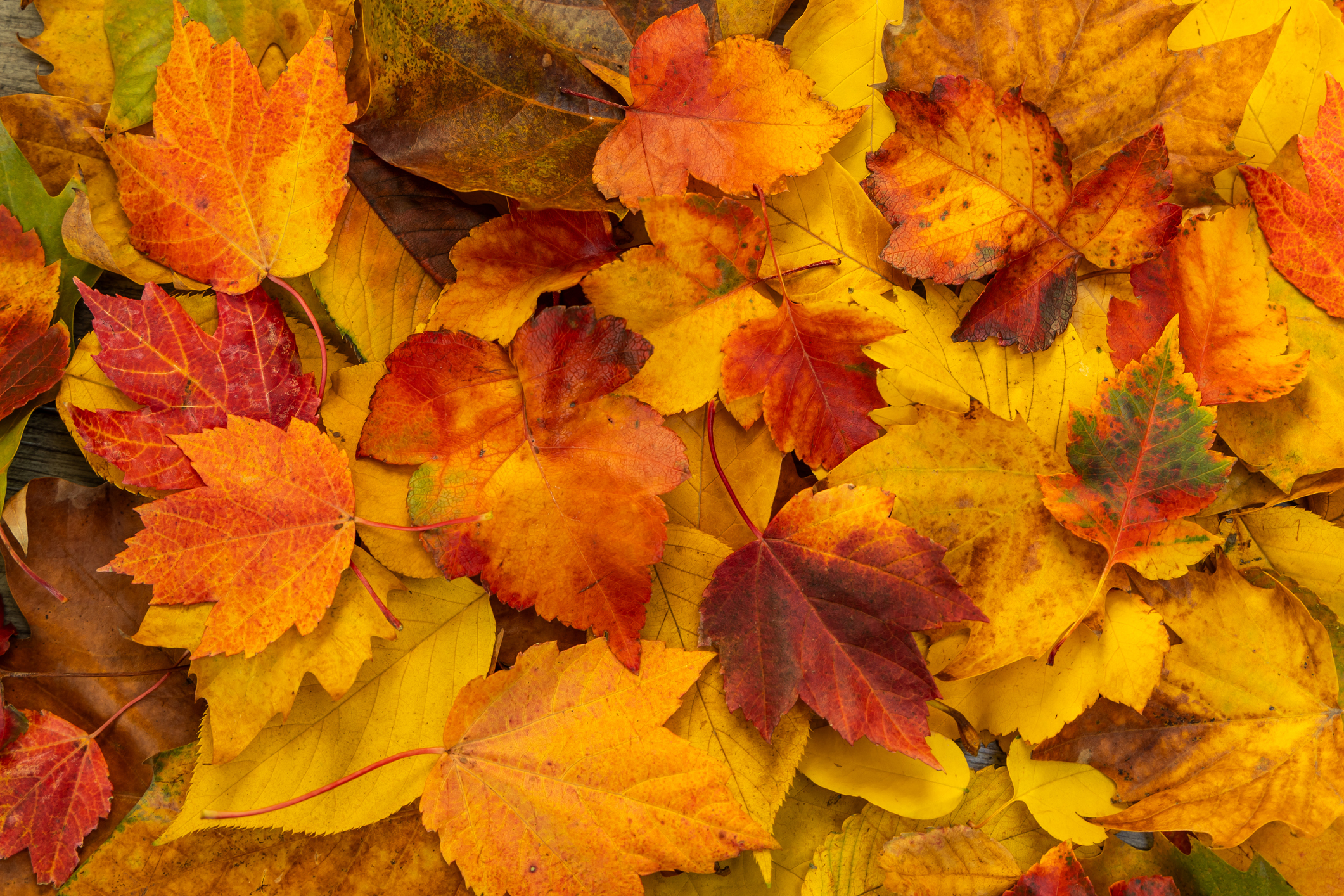 A dense carpet of mostly yellow maple leaves, perfect for nature backgrounds, fall designs, or seasonal marketing content.