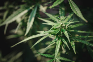 close up of the marijuana farm industry, Background of marijuana trees that are flowering.