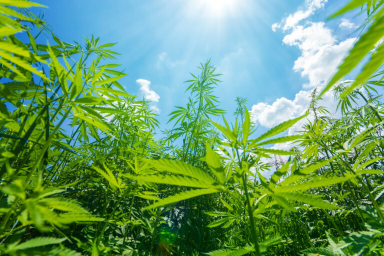 cannabis growing in the open air