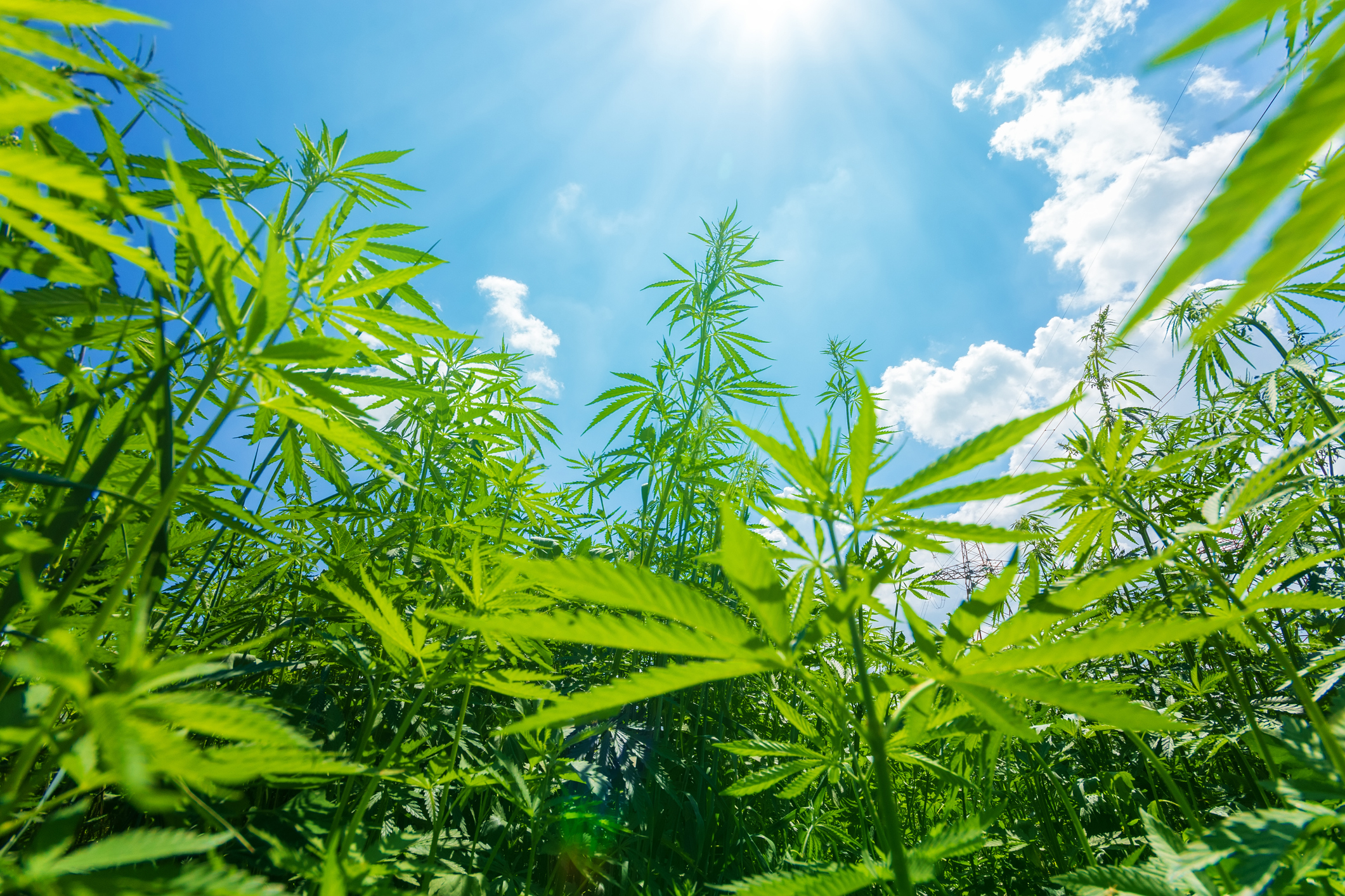 cannabis growing in the open air