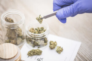 A stock photo of some medical marijuana buds.