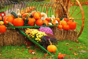 Pumpkins and mums rest on a haybale and plow for autumn and Halloween decroations