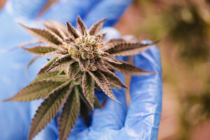 Close-up Beautiful aesthetic bush of cannabis flowers in hand