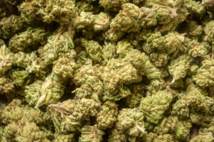 Heap of organic marijuana close up full frame