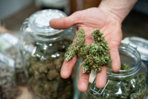 Handful of Light Cannabis Sativa (close up)