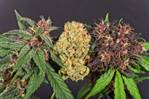 Three different cannabis buds, two fresh purple (red) varieties and dry modern orange hybrid, all sugery with trichomes.