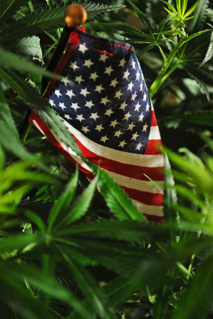 An American flag emerging from the center of a marijuana plant.