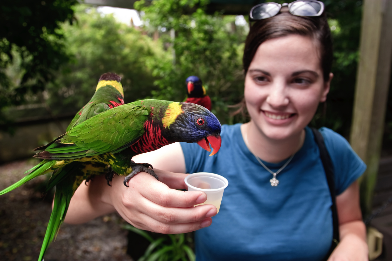 Young woman feeding Lorikeets at Tampa's Lowry Park Zoo.