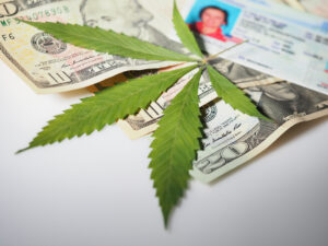 Michigan driver's license and cannabis marijuana