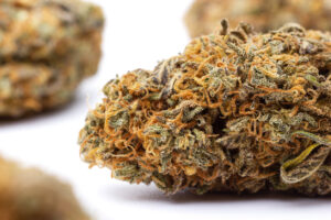 Marijuana flowers isolated on white background. Cannabis plant close up.