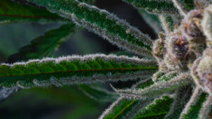 Cannabis With Flowering,medical Cannabis,Cannabis leaf,out door grow,sun grow,Cannabis farm