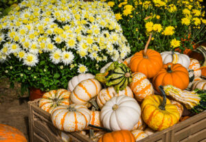 A crate of various gourds and mini pumpkins are displayed in front of pots of chrysanthemums at a weekly Cape Cod farmer's Market in late September.
