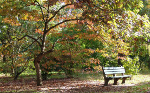 image of bench under fall foliage